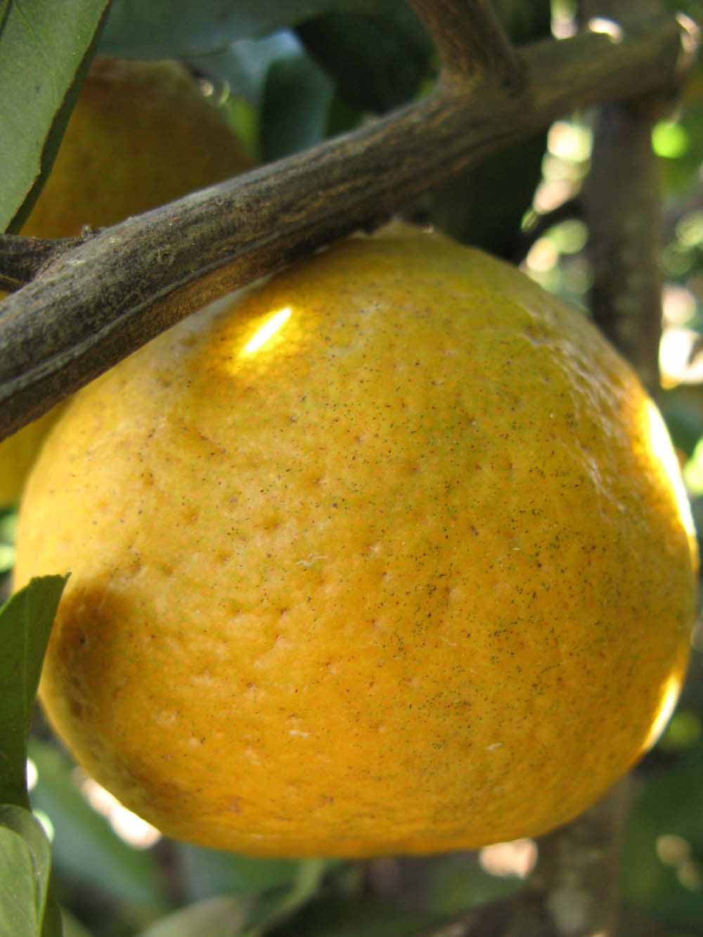              Fruit (Winter Haven, FL)       